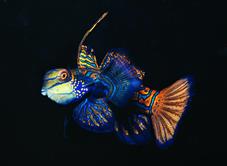 Philippines Scuba Diving Holiday. Malapascua Dive Centre. Mandarin Fish.